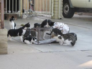 feral cat