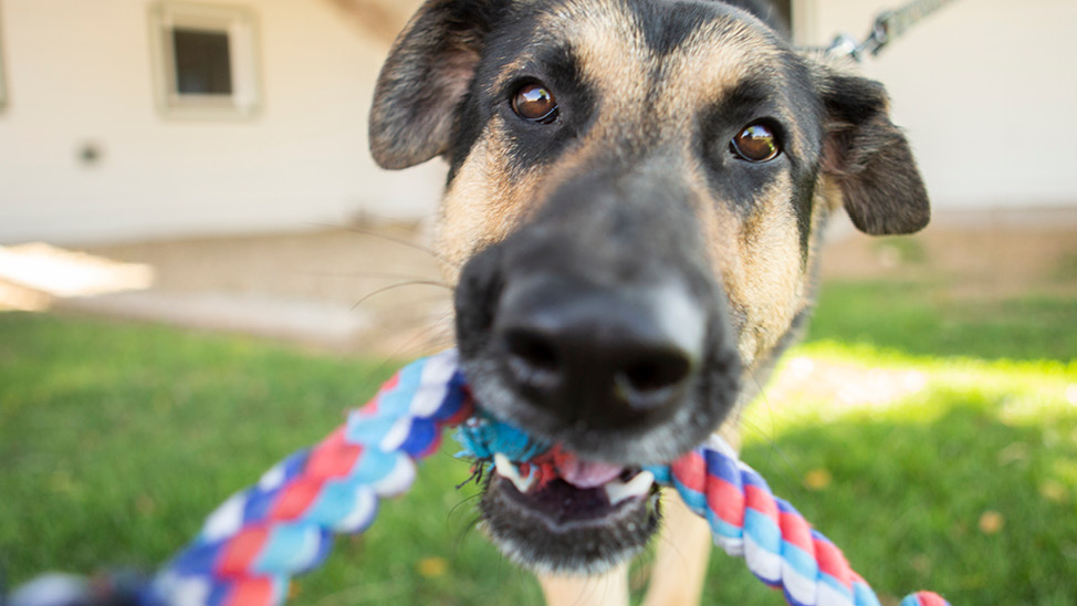 Cute dog Fred with rope outside