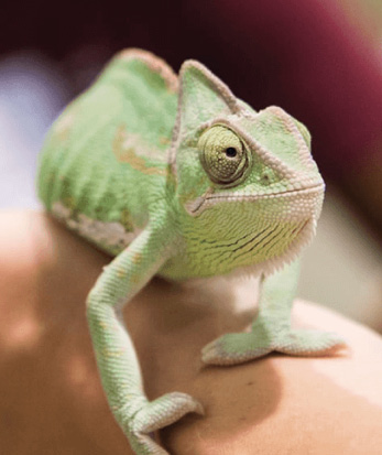 Image of Homeschool Programs