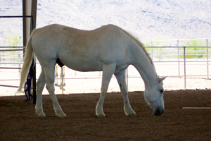 horse