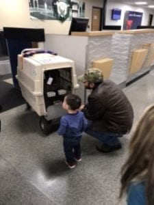 ahs-flies-shelter-dog-to-rescuers