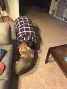 ahs-flies-shelter-dog-to-rescuers