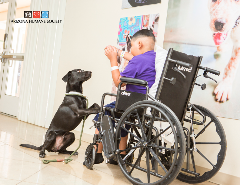 Lucky and Darius : Power of Pets