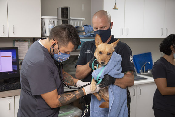 two vets hold a young dog with stethoscope