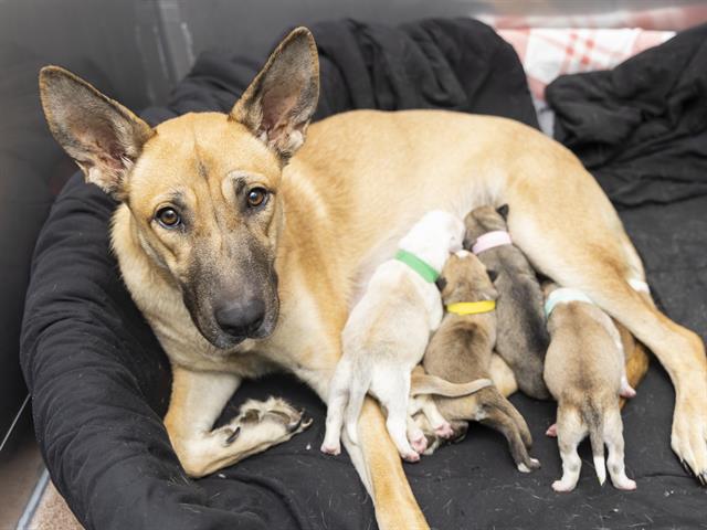 Image of Become a Foster Hero