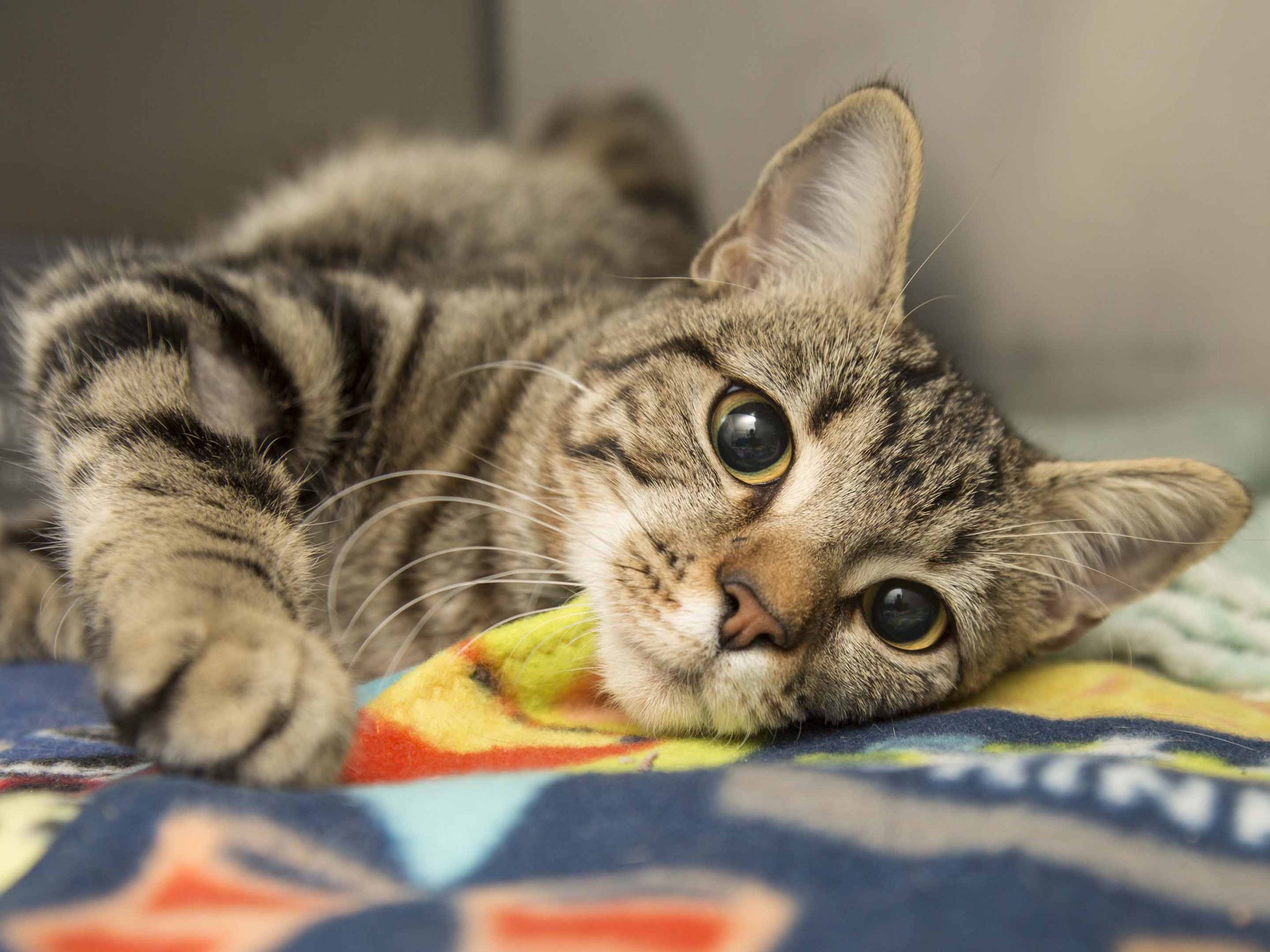 striped cat close up