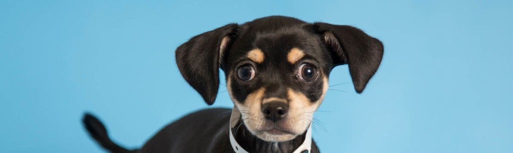 Protect your pet from parvo and distemper