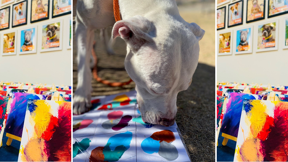 Paw-casso works of art