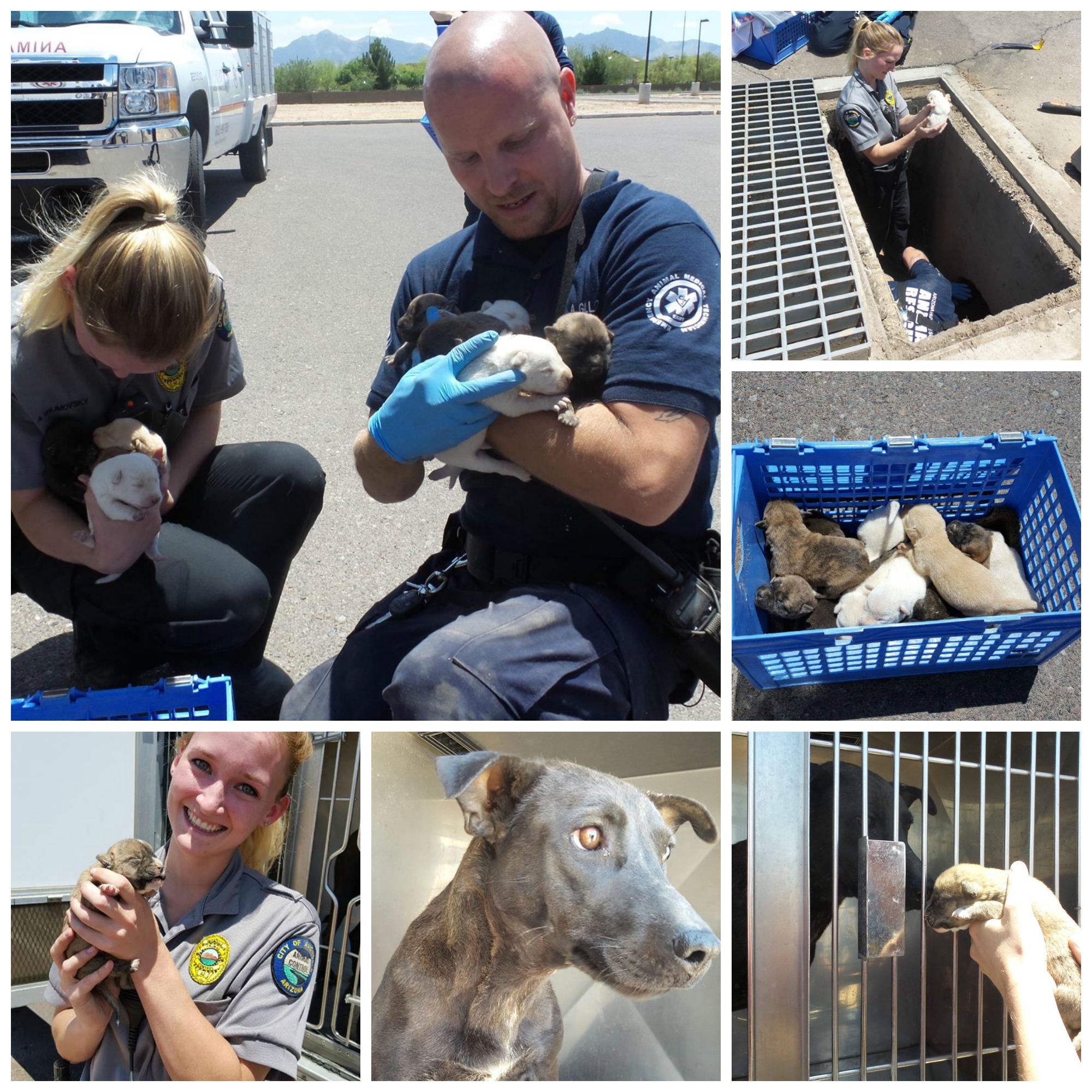 puppies rescued from storm drain
