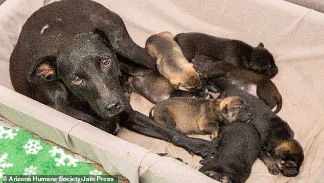 Mom and puppies rescued