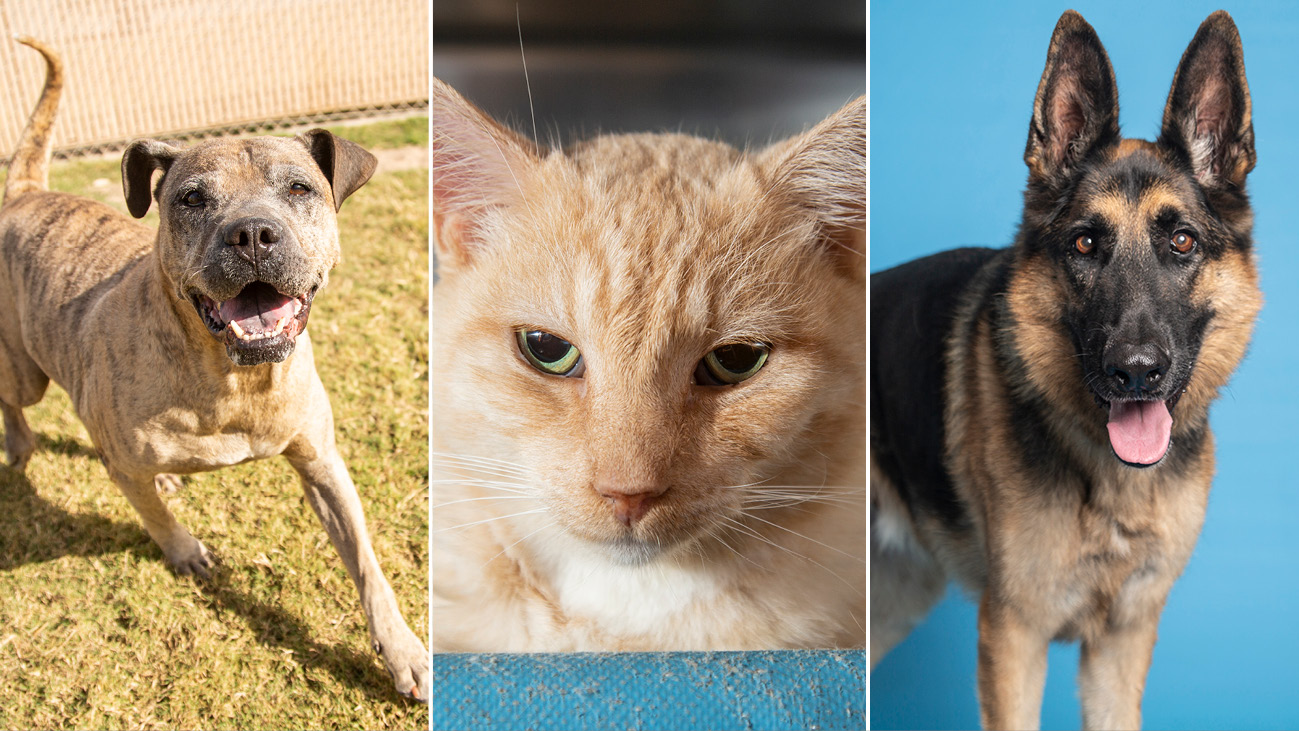 Adoptable pets during Senior Pet Month