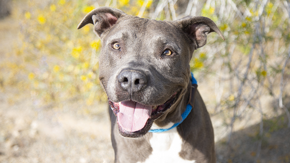Show Pit Bulls Some Love With $0 Adoptions All October Long