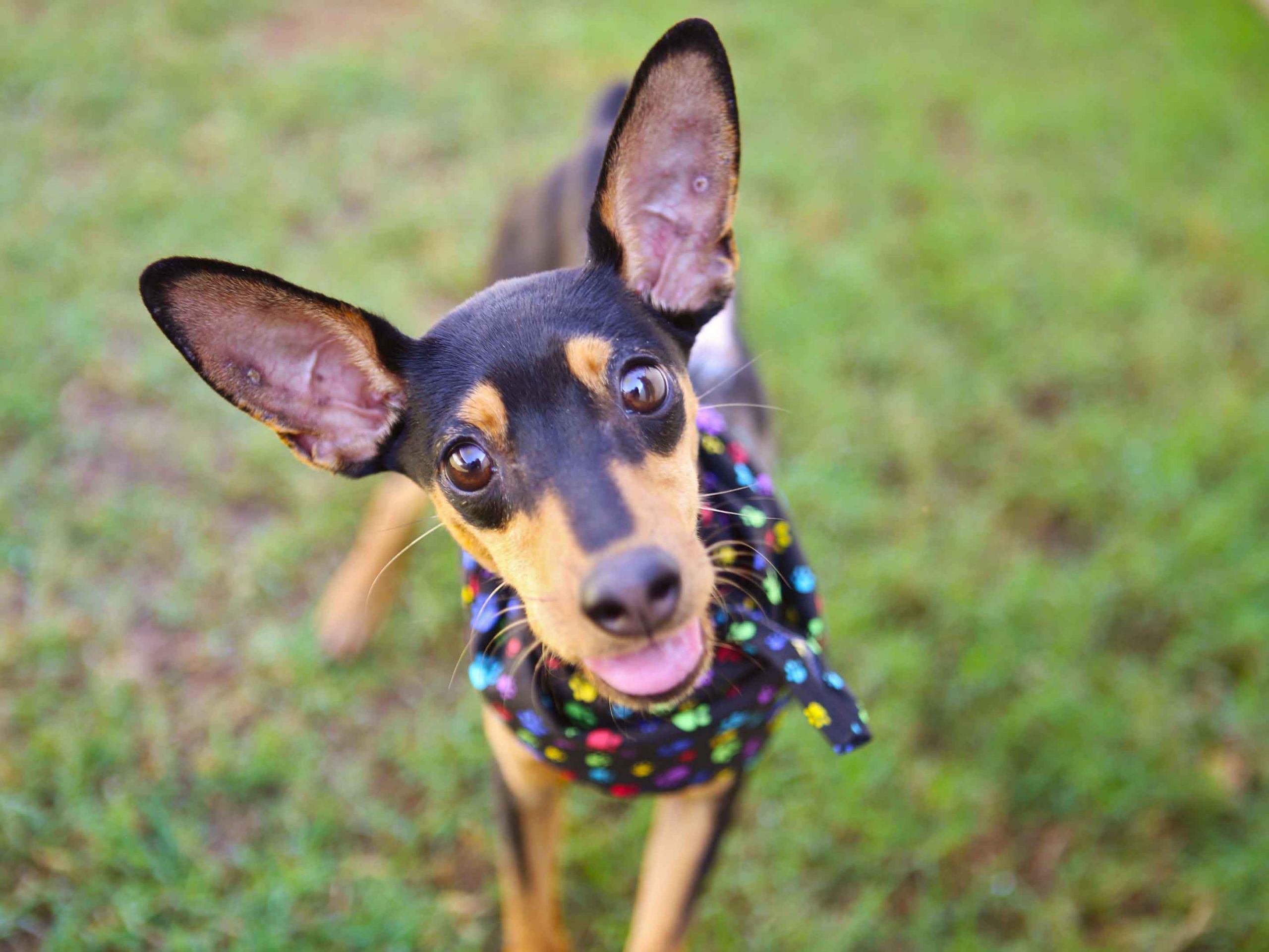 small dog with large ears