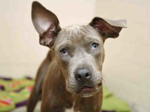 Arizona-Humane-Society-Rescue-Story-Squirt