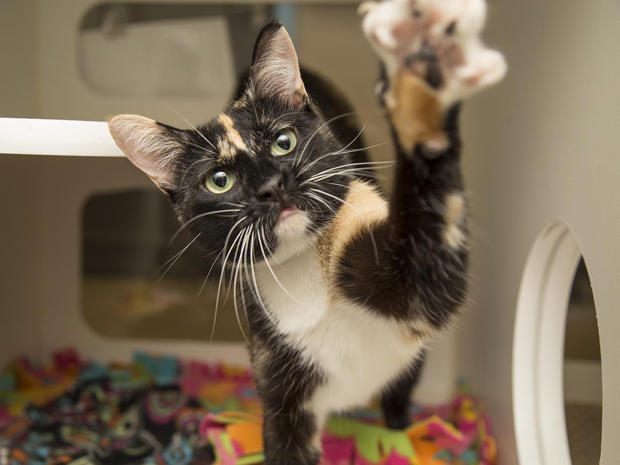 orange and black cat paws at camera