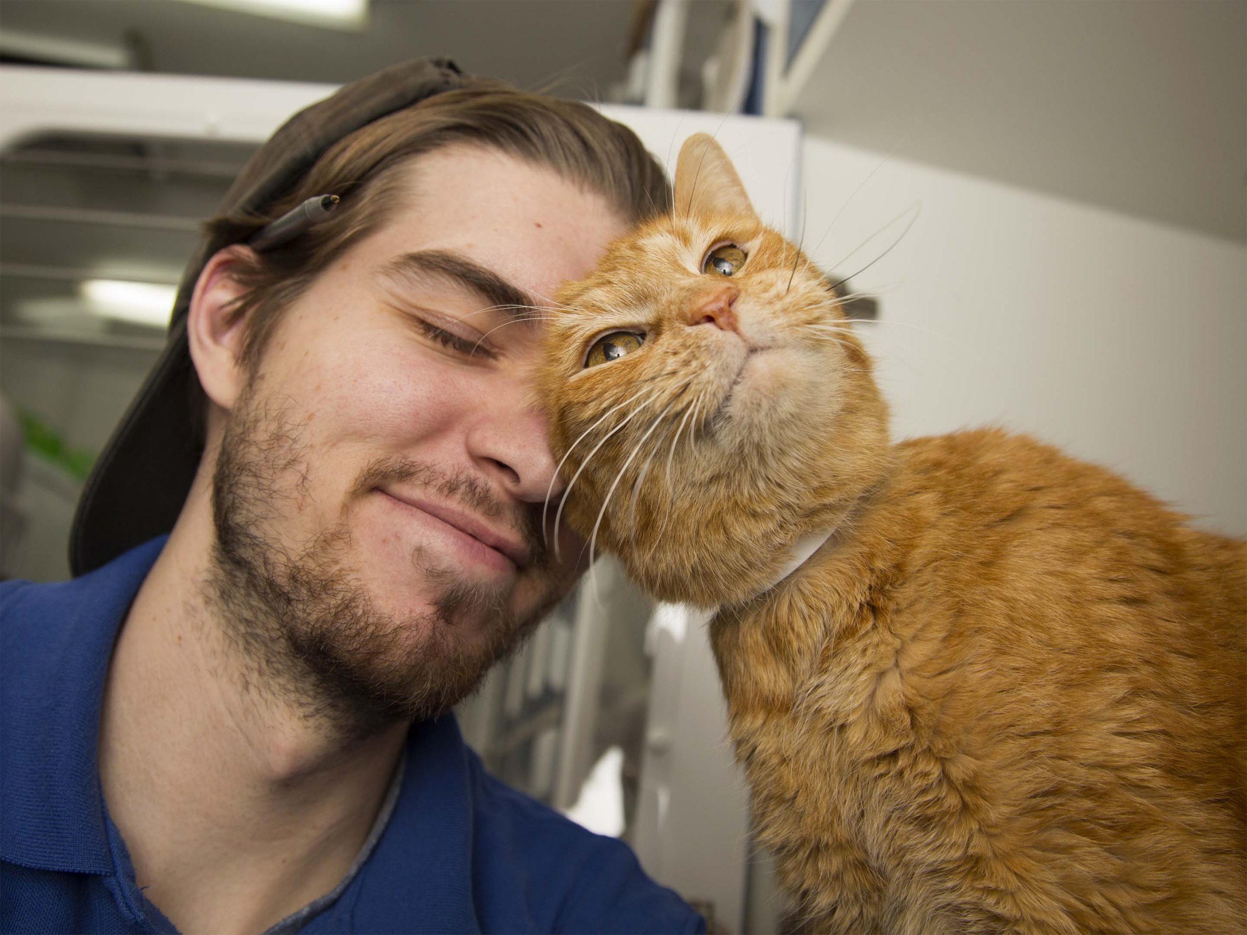 man nuzzles orange cat
