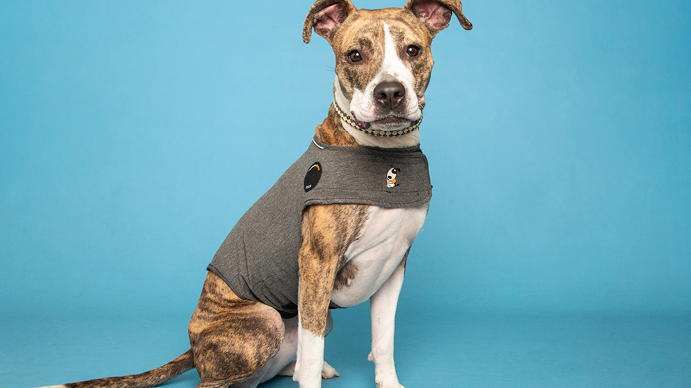 Dog wearing thunder jacket