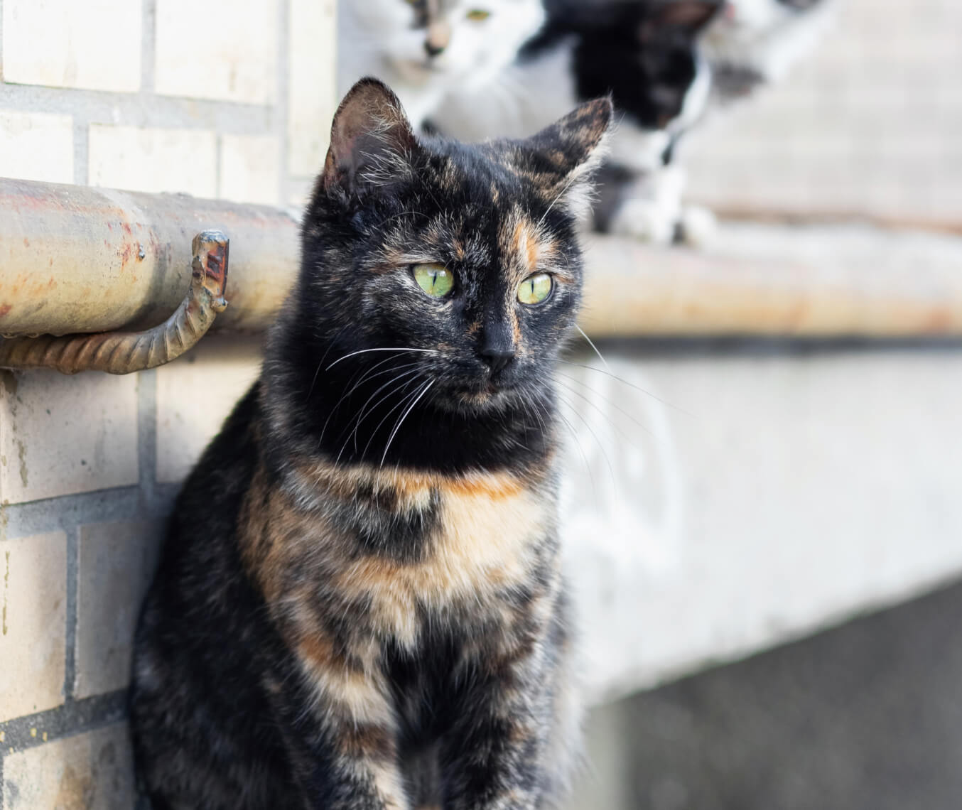 a black and yellow cat