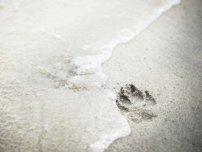 Image of Tribute Gifts