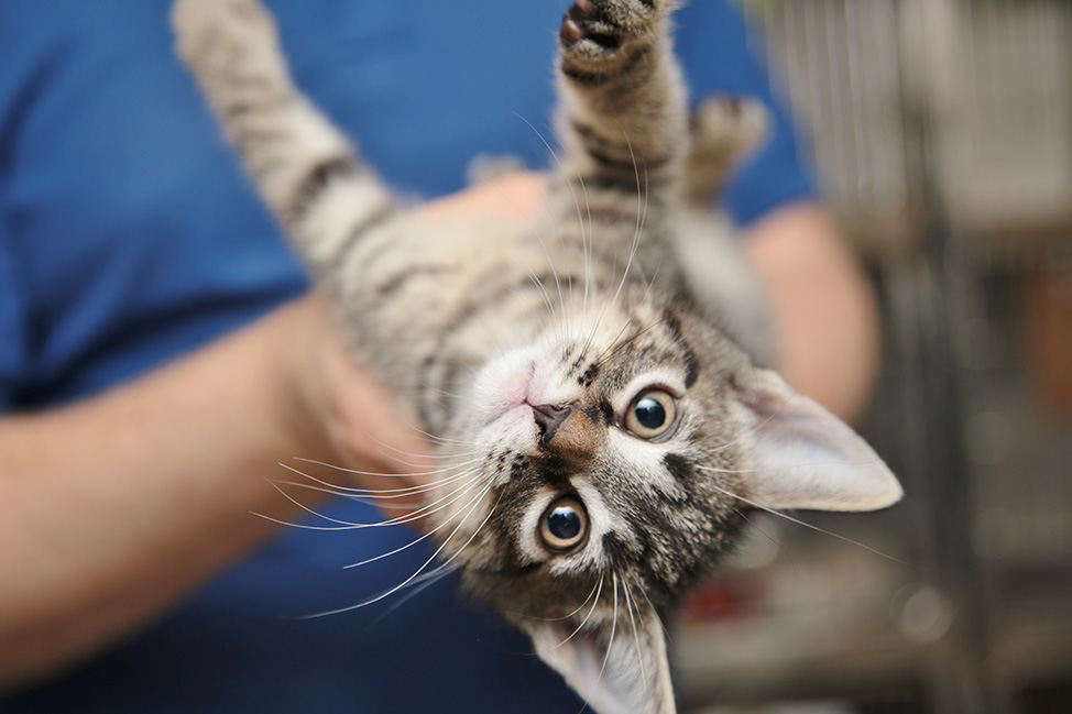 a cat being held upside down