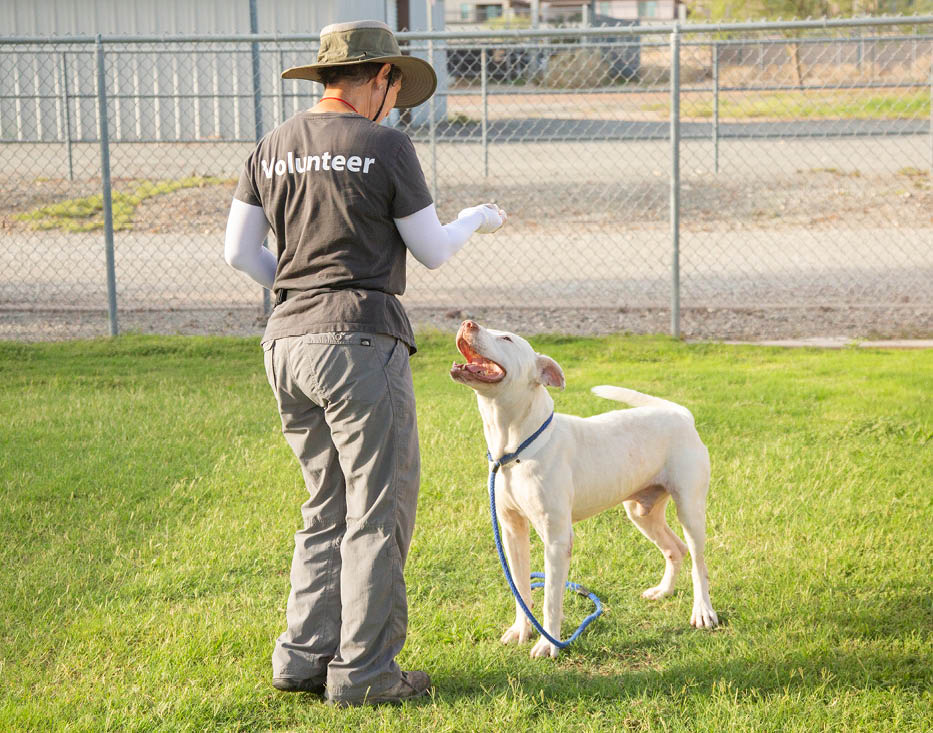 Image of Volunteer at AHS