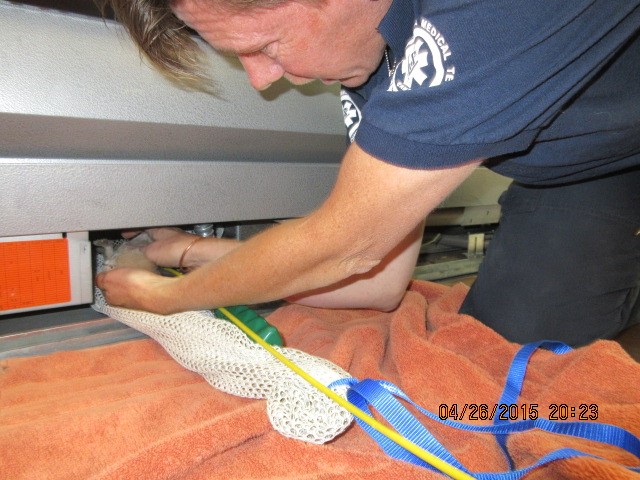 walmart kittens rescued