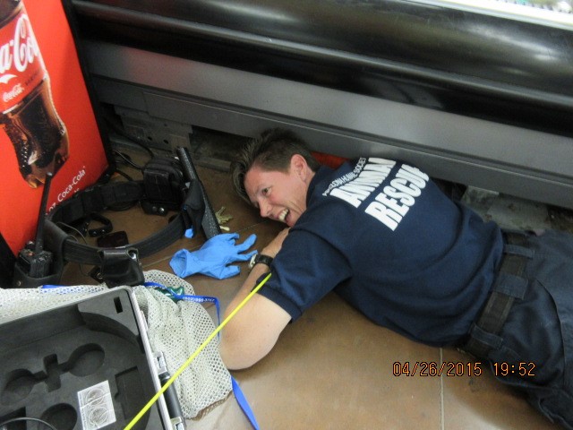 walmart kittens rescued