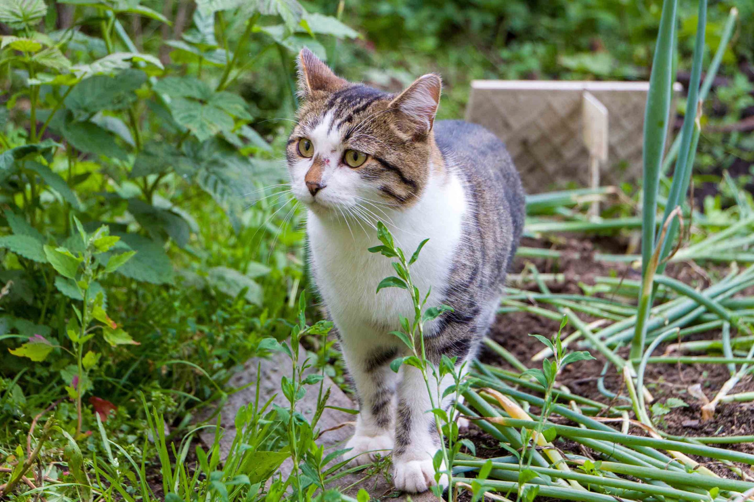 a cat walks through the yard